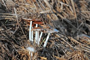 Mycorhizes champignons prometteurs pour l'agriculture