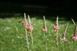 Sainfoin plante aux multiples qualités