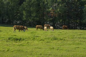 Agroforesterie et élevage