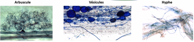 Le mycélium : organes de réserve (vésicules) - organes d'échange (arbuscules) et hyphes