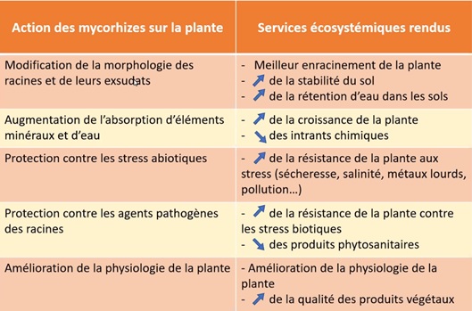 Services écosystémiques rendus par les action des mycorhizes sur la plante