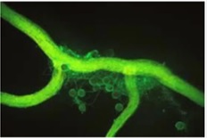 Visualisation par immunofluorescence de la glycoprotéine