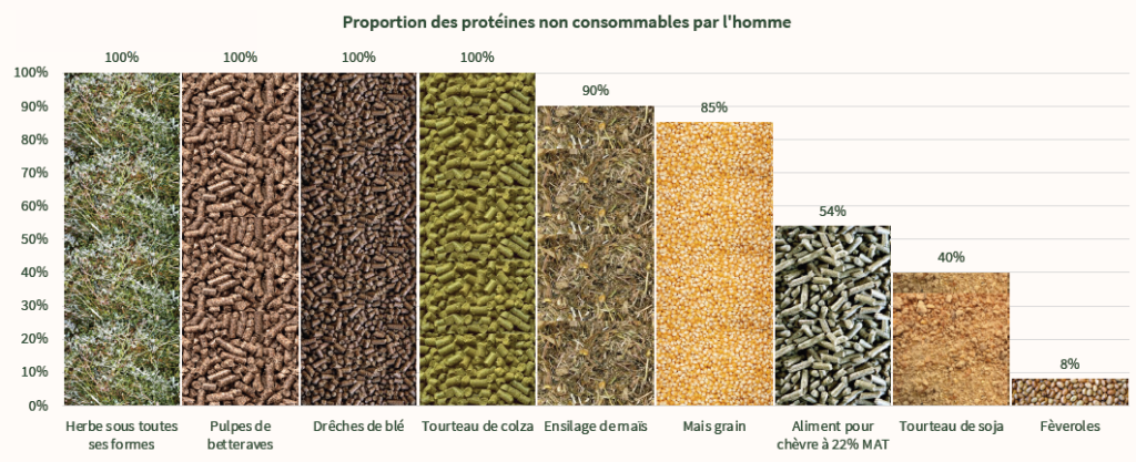 Proportion des protéines non consommable par l'homme
