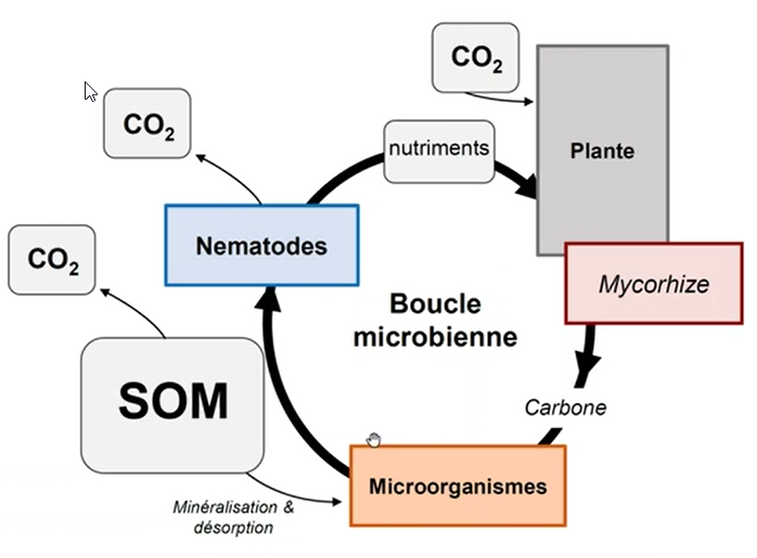 La boucle microbienne