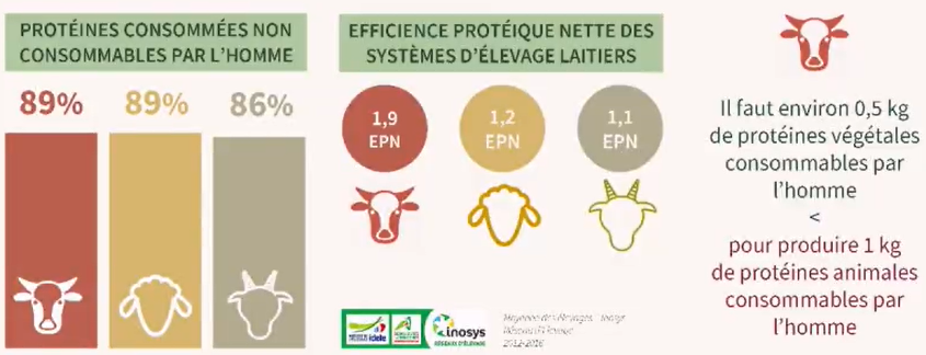 L'efficience protéique nette pour les vaches