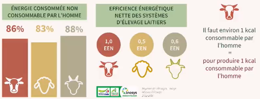 L'efficience énergétique nette pour l'élevage laitiers