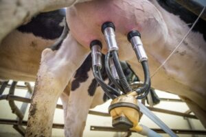 Produire des protéines laitières