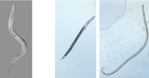 Nématodes des sols