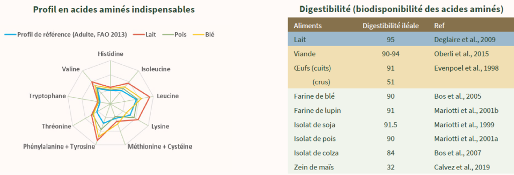 Protéines de qualité et d'intérêt pour l'alimentation humaine