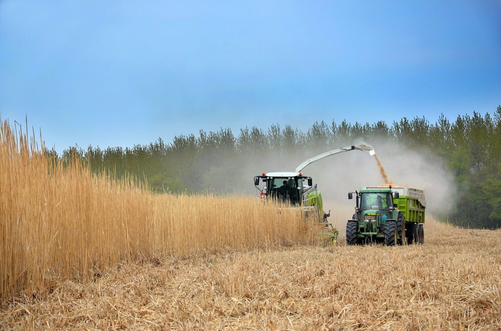 Récolte du Miscanthus