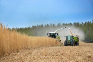 Récolte du Miscanthus