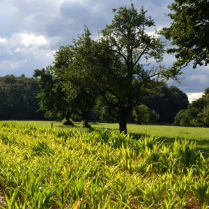 Biodiversité des sols