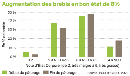 Augmentation des brebis en bon état de 8 % par le pâturage des couverts