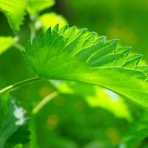Extraits fermentés de plantes