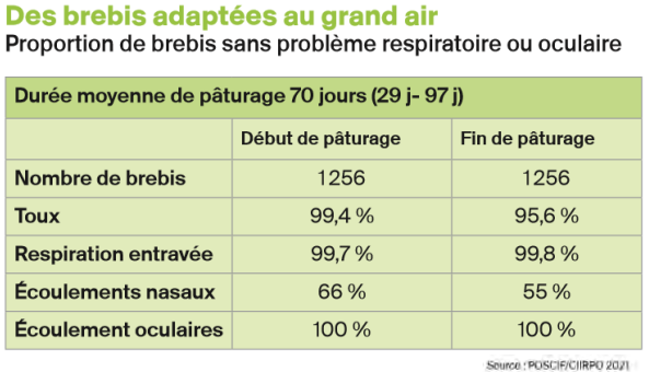 Proportion de brebis adaptées au grand air, sans problème respiratoire ou oculaire