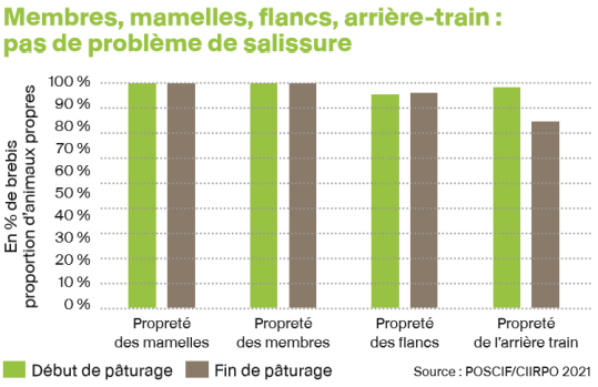 Propreté des brebis en pâturage des couverts