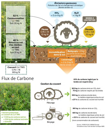 Impact du pâturage des couverts par des brebis sur le cycle de l'azote et du carbone