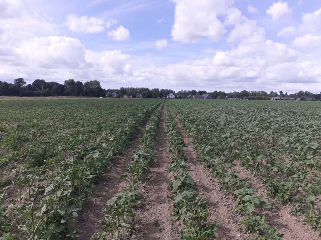 Parcelle tournesol en agriculture biologique