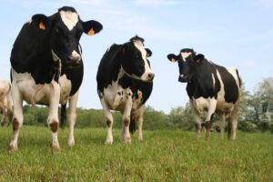 Bien être vaches laitières et bâtiments