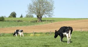 Polyculture élevage