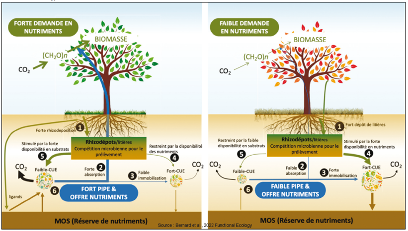 Les mécanismes par lesquels les plantes peuvent moduler la dynamique de la SOM afin d’ajuster l’apport microbien de nutriments solubles à la demande des plantes