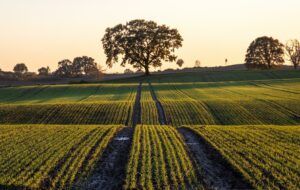 Conséquences et mécanismes du Priming Effect des sols