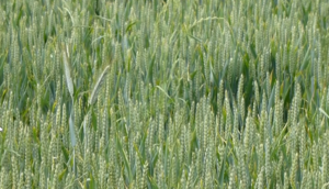 Ray Grass résistants et leviers agronomiques
