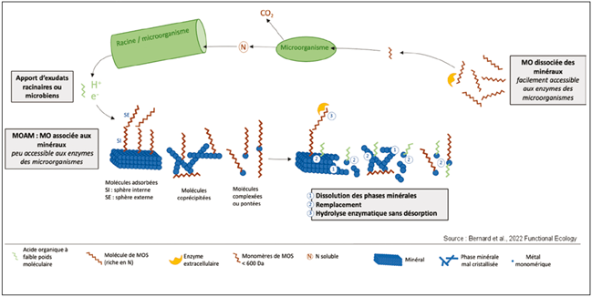 MAOM et Priming Effect conceptuel de génération du "abiotically-mediated"