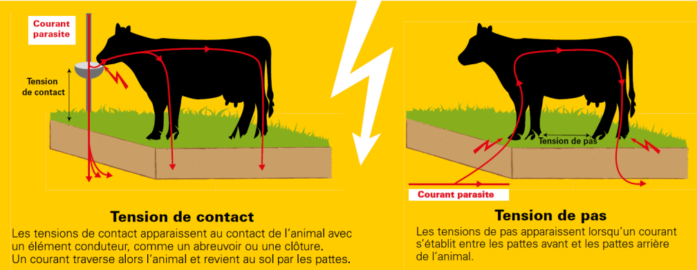 Les courants parasites provoquent des tensions de pas ou de contact, sources de stress et d’inconfort pour les animaux.