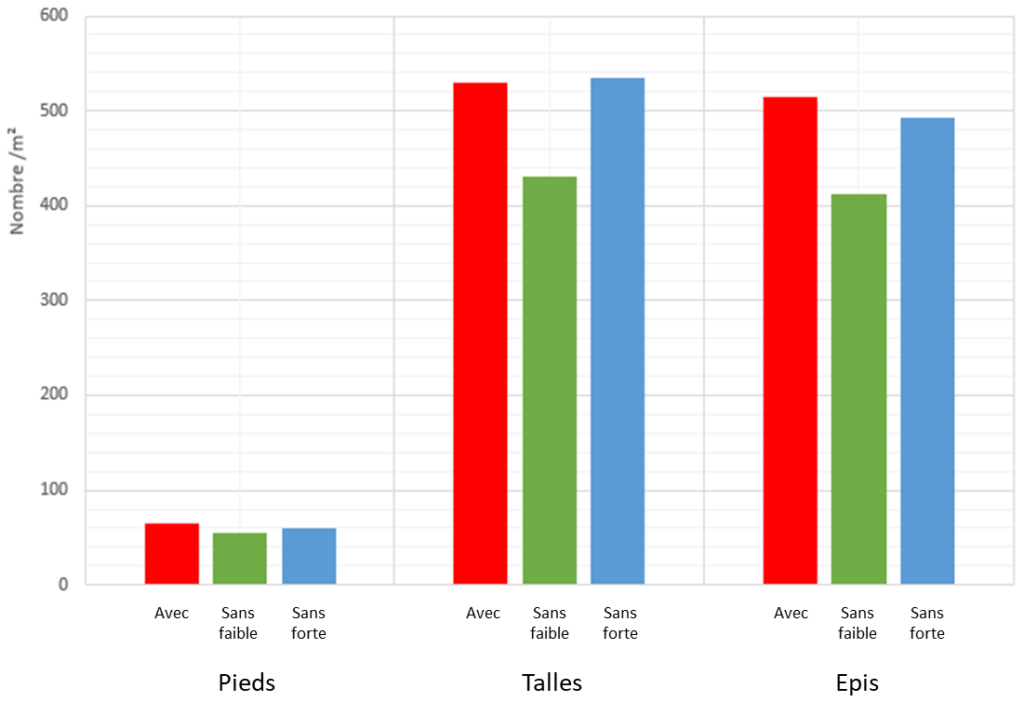 Comparaison des composantes de rendement (nombre de pieds, de talles et d’épis par m²) pour les trois modalités « avec », « sans faible² » et « sans forte » pour l’année 2020-2021 