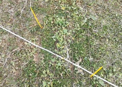 Quadrat de 0,36 m² utilisé pour les relevés de flore (10 relevés par modalité) et de biomasse (4 relevés par modalité)