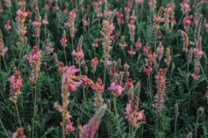 Sainfoin fourrages bioactif