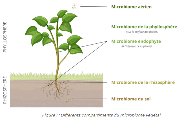 Différents compartiments du microbiote végétale