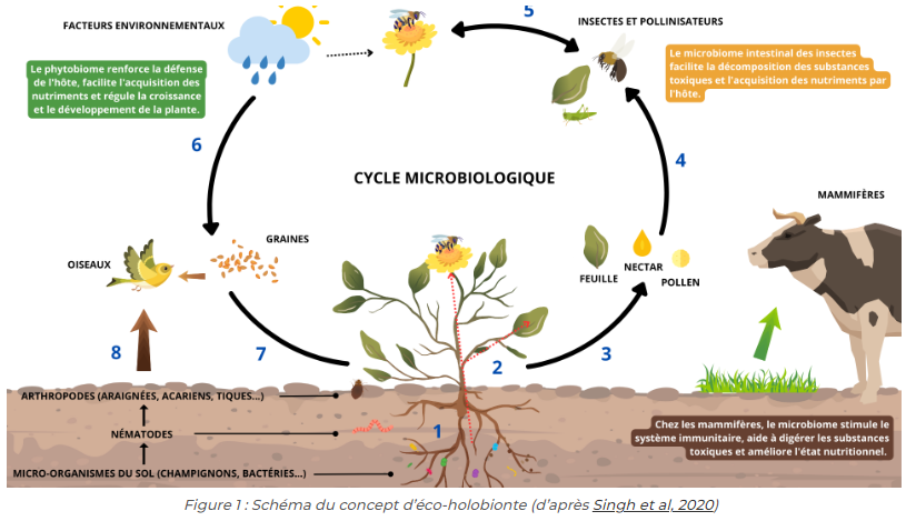 Eco-holobionte : une approche holistique pour mieux comprendre les interactions hôte-micro-organismes