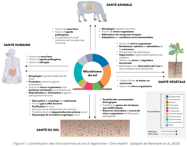 Le sol, grand contributeur des microbiomes végétaux, animaux et humains