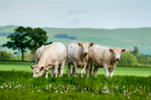 élevages ruminants enjeux