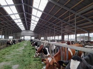 Découverte d’une exploitation laitière avec transformation dans les polders hollandais