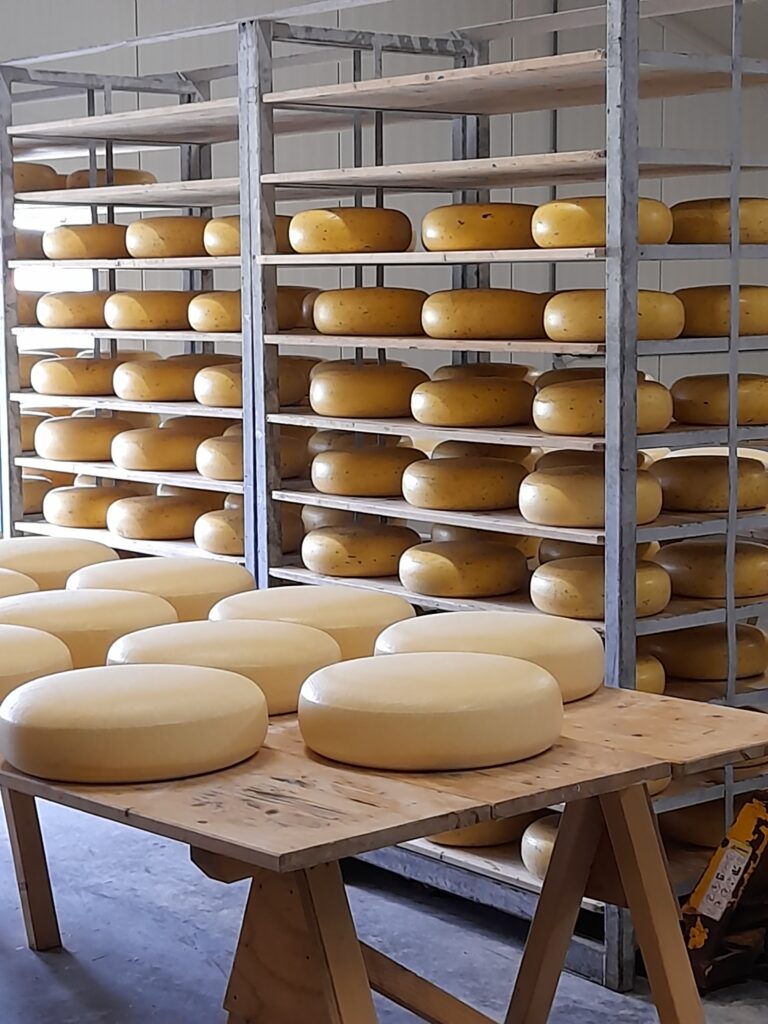 Transformation fromagère du lait de vache dans une exploitation laitière