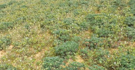 lupin au mois de mars