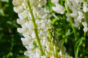 lupin blanc