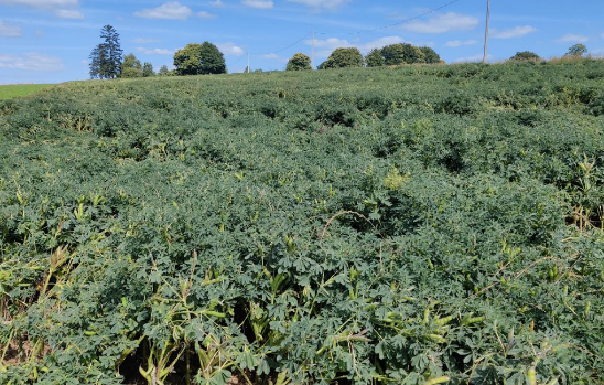 Parcelle d’essai de lupin