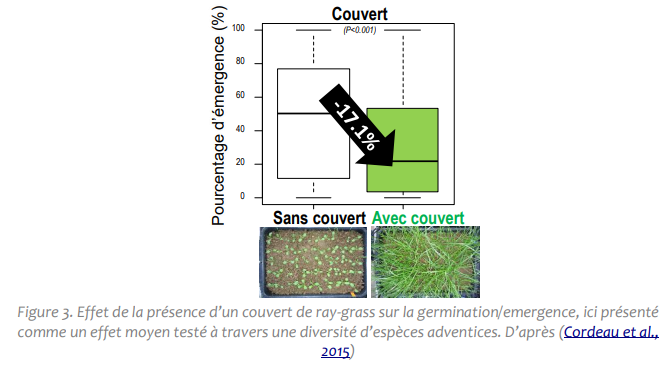 émergence adventices