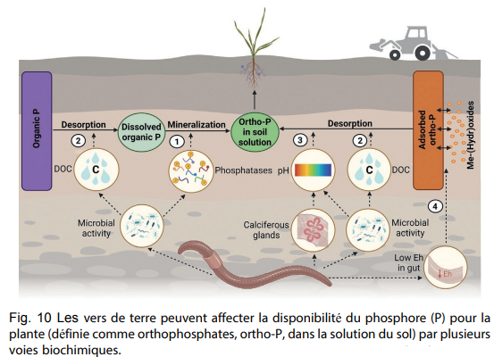 impact vers de terre sur Phosphore