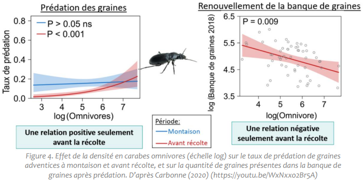 prédation adventices