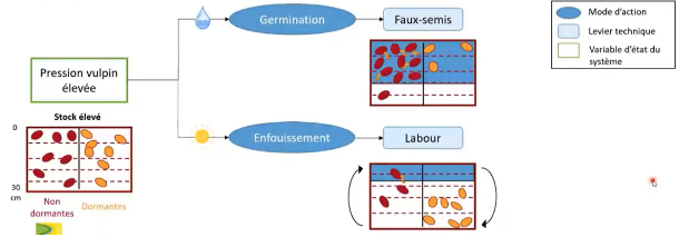 adaptation levier vulpin aux conditions année