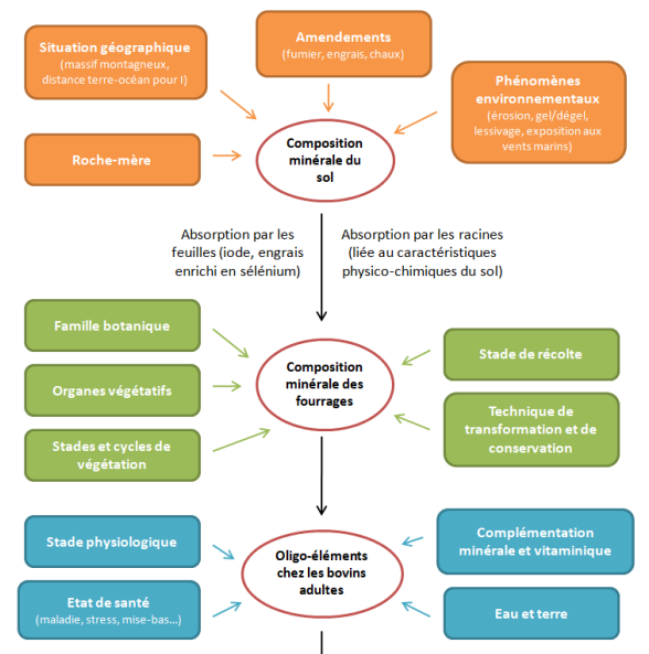 Résumé des facteurs de variation de la teneur en oligo-éléments dans le continuum sol-plante-bovin