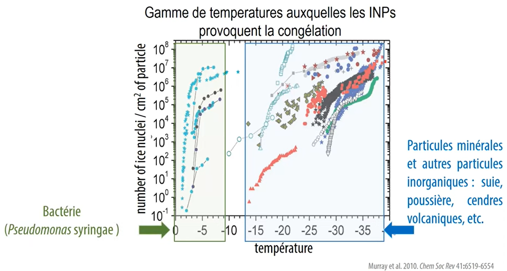Les bactéries parmi les plus puissantes INP