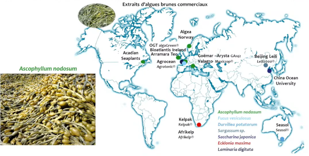 Une biomasse d’algues renouvelable mais qui reste limitée au niveau mondial
