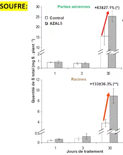 Effet-AZAL-5-sur-nutrition-S