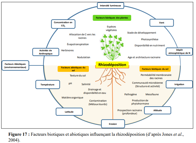 Facteurs de variation de la rhizodéposition
